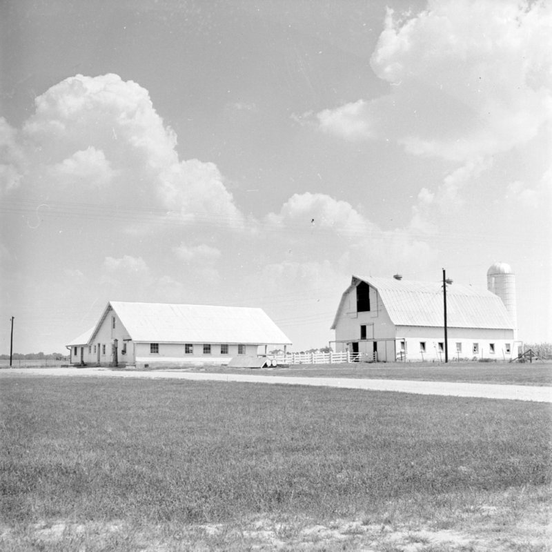 133_milk... (1951).jpg